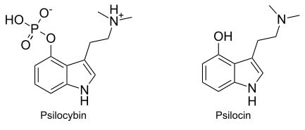 Psilocybin And Psilocin psilocybin-and-psilocin